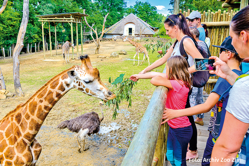 Výběh žiraf - Zoo Zlín